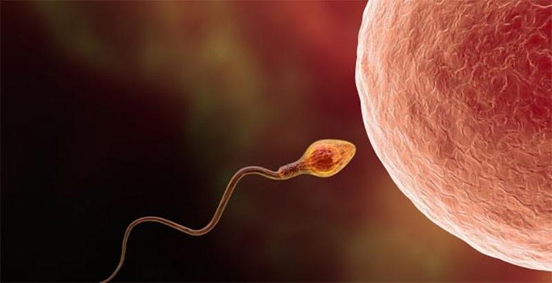 Život do rođenja – da li embrion ima svest i kakvu?