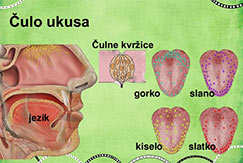 Receptori ukusa