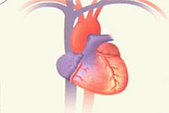 Regeneracija srca